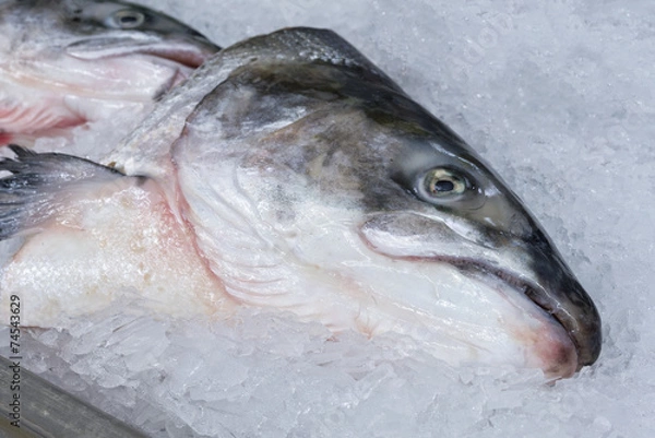 Obraz Salmon head on ice