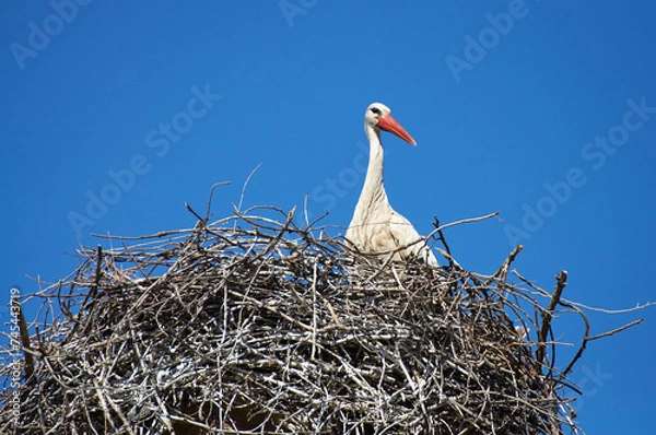 Obraz A serene moment captured with a stork comfortably settled inside its nest