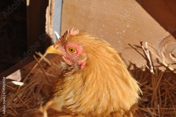 Fototapeta nesting hen
