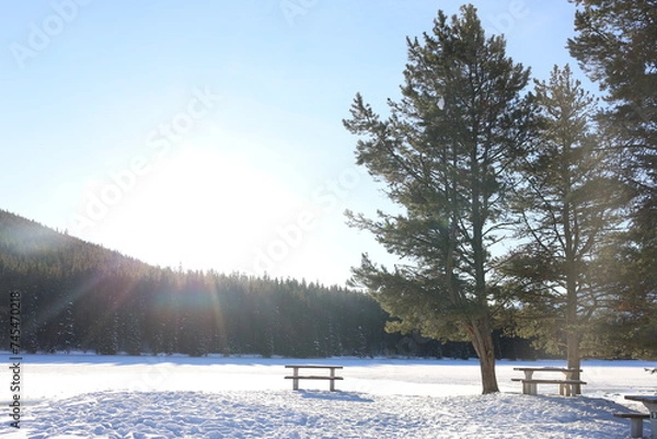 Obraz winter in the park