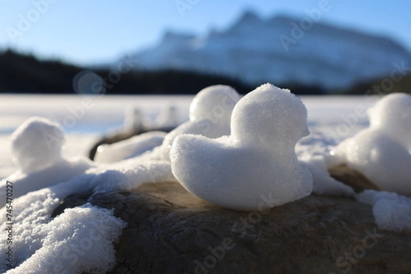 Fototapeta snow duck