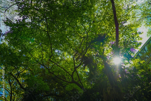 Fototapeta 新緑の木漏れ日