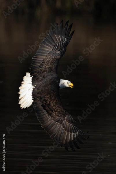 Fototapeta Bald eagle in flight making a banking turn