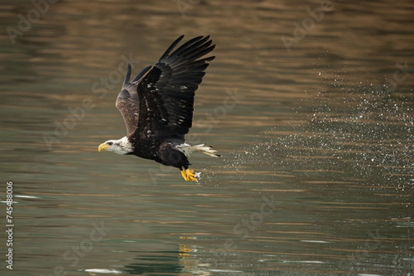 Obraz Bald eagle flies off the water with a fish in its talons