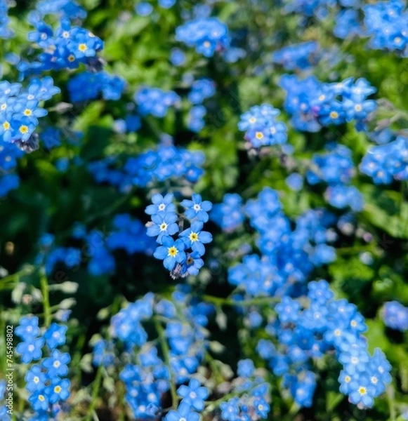 Fototapeta 自然景色