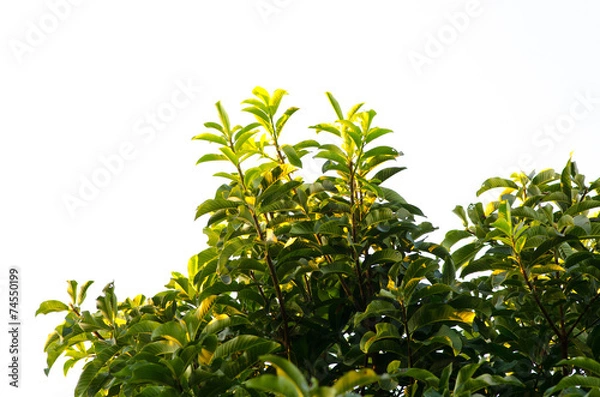 Fototapeta Close up of green leaves