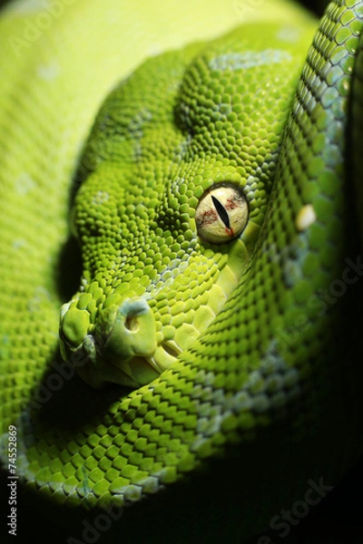 Obraz Morelia viridis
