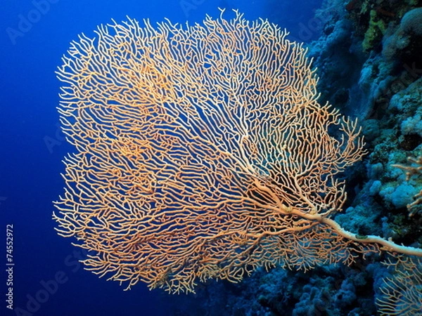 Obraz Gorgonian