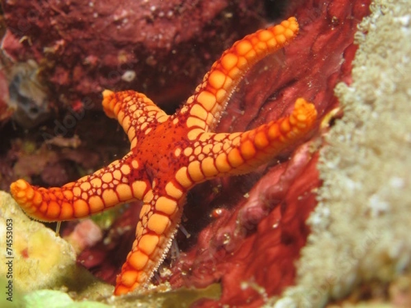 Obraz Red and orange seastar
