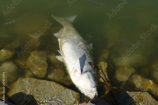 Fototapeta Dead Fish