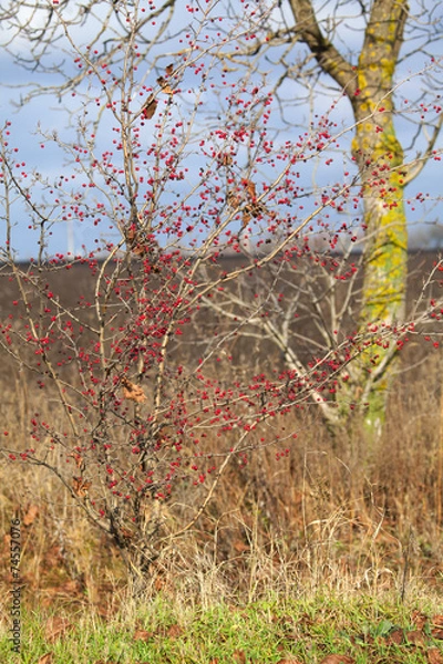 Fototapeta bush with berries