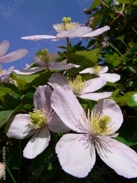 Fototapeta clematis