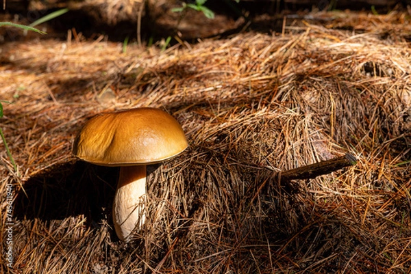 Fototapeta Single large Porcini mushroom in pine forest