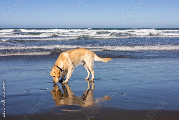 Fototapeta Golden retriver sniffs his reflection on ocean shore