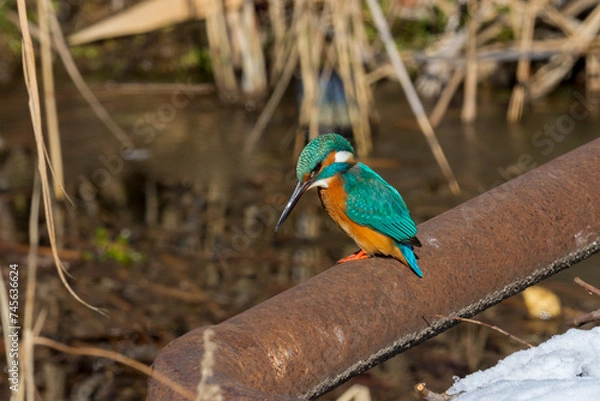 Fototapeta kingfsher