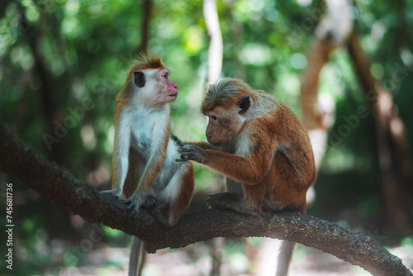 Fototapeta cleaining monkeys in the trees