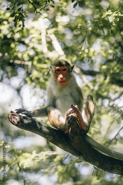 Fototapeta curious monkey on a tree
