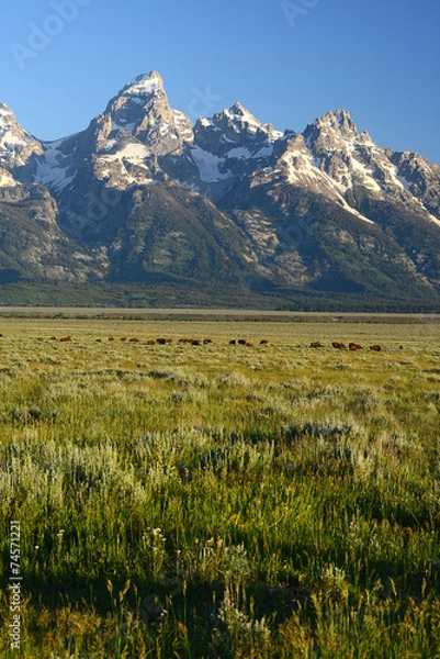 Obraz Grand Teton