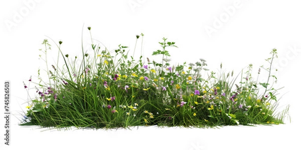 Obraz a bush made with grass and wildflowers isolated on transparent background