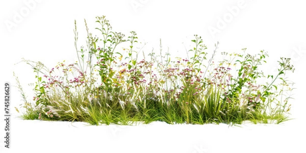 Fototapeta a bush made with grass and wildflowers isolated on transparent background