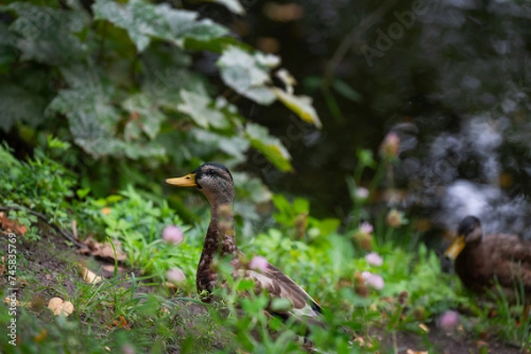 Obraz Mallard duck female in the thickless on the swamp. Mallard or wild duck (Anas platyrhynchos) is duck that breeds throughout  Americas, Eurasia, and North Africa. Most common and famous wild duck.