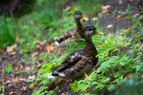 Obraz Two mallard female in the thickless on the swamp. Mallard or wild duck (Anas platyrhynchos) is duck that breeds throughout  Americas, Eurasia, and North Africa. Most common and famous wild duck.