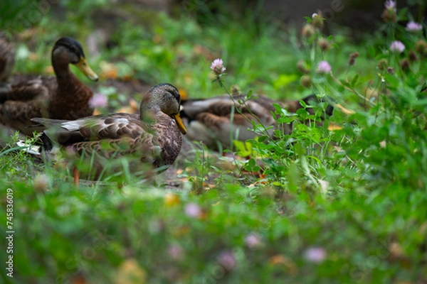 Obraz Group of mallard ducks in thickness on the lakeshore. Mallard or wild duck (Anas platyrhynchos) is duck that breeds throughout Americas, Eurasia, and North Africa. Most common and famous wild duck.