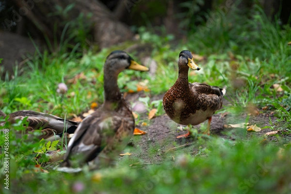 Obraz Two mallard female in the thickless on the lakeshore. Mallard or wild duck (Anas platyrhynchos) is duck that breeds throughout  Americas, Eurasia, and North Africa. Most common and famous wild duck.