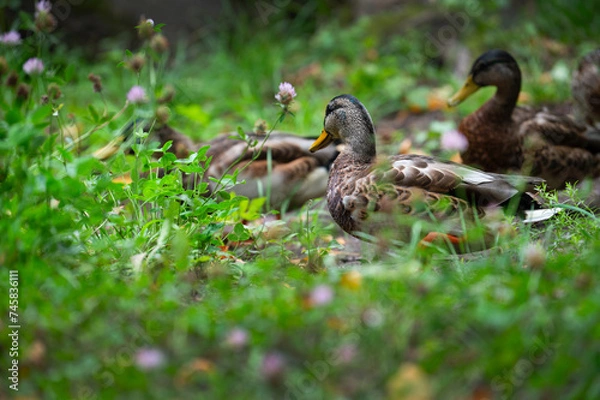 Obraz Group of mallard ducks in thickness on the lakeshore. Mallard or wild duck (Anas platyrhynchos) is duck that breeds throughout Americas, Eurasia, and North Africa. Most common and famous wild duck.