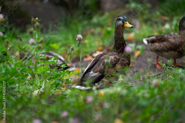 Obraz Mallard or wild duck (Anas platyrhynchos) is duck that breeds throughout  Americas, Eurasia, and North Africa. Most common and famous wild duck. Mallard female on the lake shore