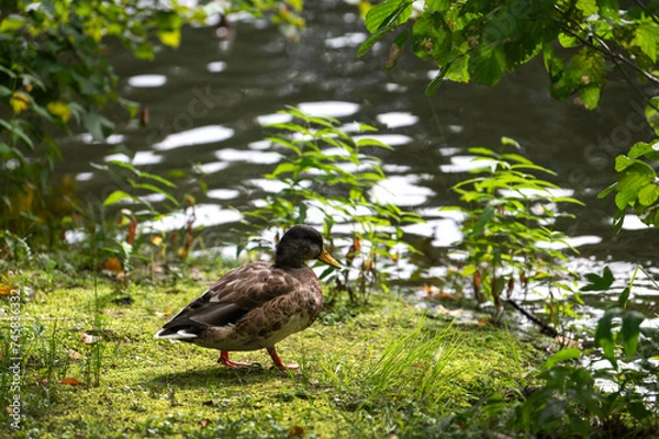 Obraz Alone mallard female on the lake shore. Mallard or wild duck (Anas platyrhynchos) is duck that breeds throughout the world. Most common and famous wild duck.