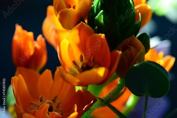 Obraz yellow and red tulip