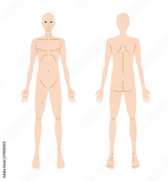 Fototapeta 人体図