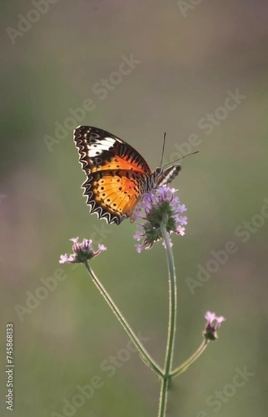 Fototapeta Small butterfly beautiful with flower close up blur background