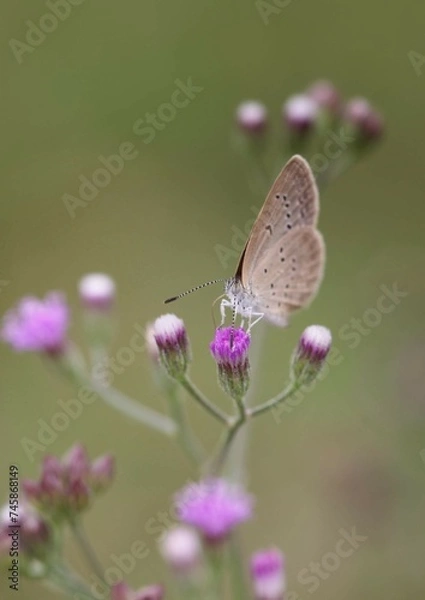 Fototapeta Small butterfly beautiful with flower close up blur background