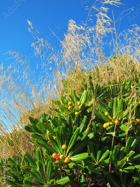 Fototapeta summer landscape