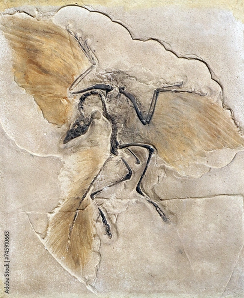 Fototapeta Fossil of the prehistoric bird Archeopteryx