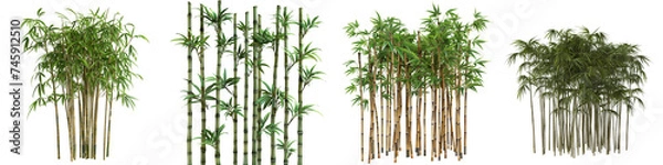 Fototapeta Various species of green bamboo plants with full foliage, presented isolated on a black backdrop.