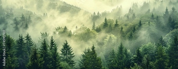 Fototapeta Ancient Sentinels: A Misty Forest of Towering Firs, Wrapped in Serenity and Soft Light