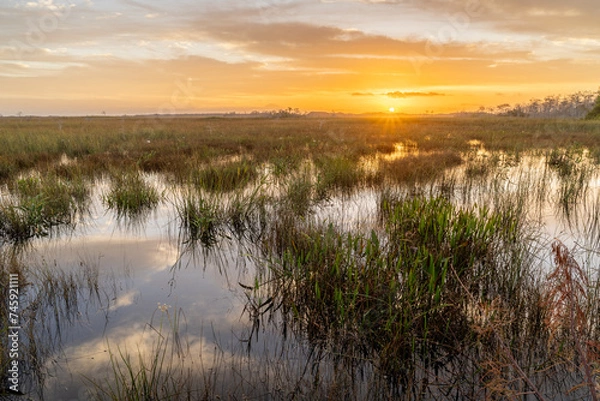 Obraz Sawgrass and marsh ignite under the brightness of the rising sun, Pa Hay Okee view area, Everglades National Park, Florida