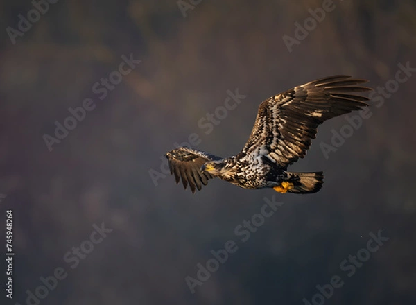 Obraz Immature bald eagle in flight
