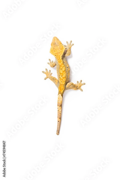 Obraz Crested Gecko 
