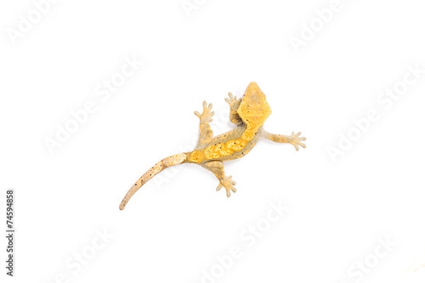 Obraz Crested Gecko