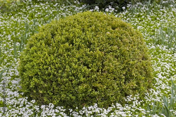 Obraz buisson dans un jardin