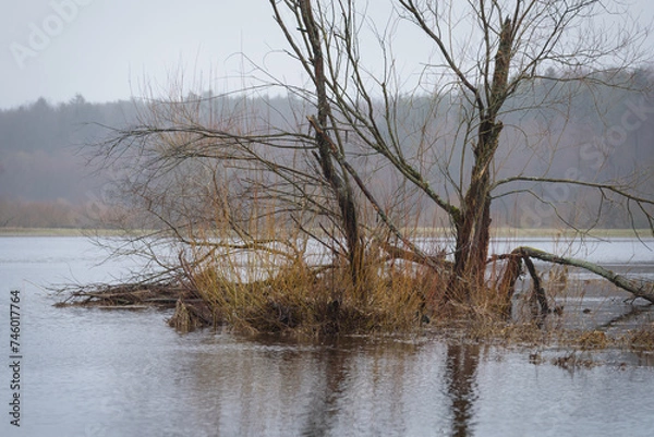 Obraz FLOOD - Flooded river valley and meadows after the rains
