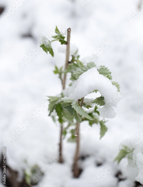 Obraz snow on the leaves raspberries