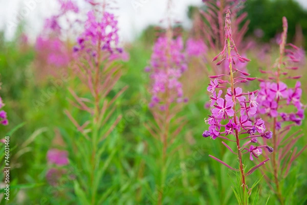 Fototapeta Thickets of blooming fireweed. Ivan tea grows in the field.
