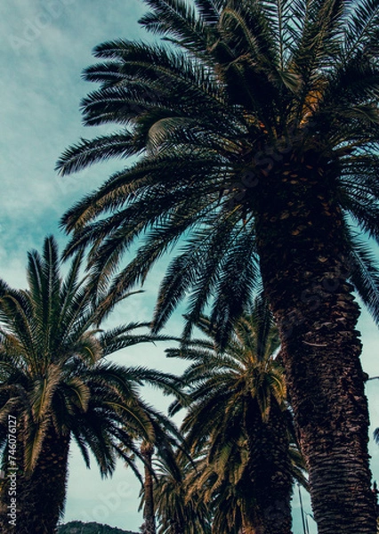 Fototapeta Palm trees, American style background, vertical background, movie background, unsaturated colors