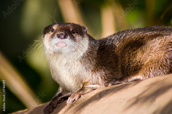 Obraz otter on a log