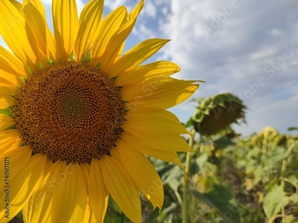 Obraz sunflower in the field